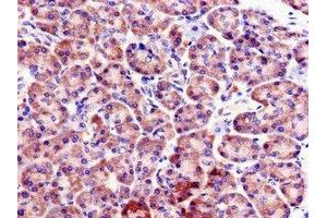 Immunohistochemistry of paraffin-embedded human pancreatic tissue using ABIN7152451 at dilution of 1:100 (FBXO9 Antikörper  (AA 13-111))