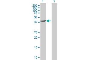 Western Blot analysis of BHMT2 expression in transfected 293T cell line by BHMT2 MaxPab polyclonal antibody. (BHMT2 Antikörper  (AA 1-363))