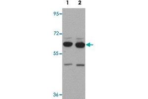 Western blot analysis of SH3RF2 in NIH/3T3 cell lysate with SH3RF2 polyclonal antibody  at (1) 1 and (2) 2 ug/mL. (SH3RF2 Antikörper  (C-Term))