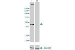 Western blot analysis of PSMD6 over-expressed 293 cell line, cotransfected with PSMD6 Validated Chimera RNAi (Lane 2) or non-transfected control (Lane 1). (PSMD6 Antikörper  (AA 292-389))