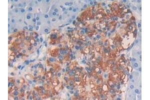 Detection of EGF in Human Pancreas Tissue using Polyclonal Antibody to Epidermal Growth Factor (EGF) (EGF Antikörper  (AA 609-751))
