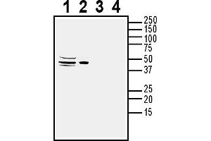 Western blot analysis of rat brain membranes (lanes 1 and 3) and mouse brain membranes (lanes 2 and 4):1-2.