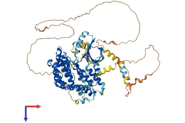 RIPK1 Protein (AA 1-656) (His tag)