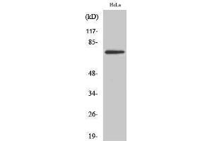Western Blotting (WB) image for anti-T-Box 2 (TBX2) (Internal Region) antibody (ABIN3177641) (TBX2 Antikörper  (Internal Region))