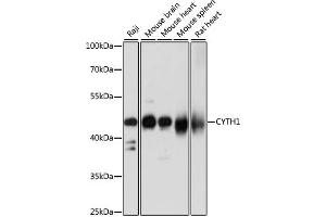 Western blot analysis of extracts of various cell lines, using CYTH1 antibody (ABIN7266661) at 1:1000 dilution. (Cytohesin 1 Antikörper  (AA 1-70))