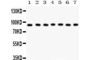 Anti- MSK1 Picoband antibody, Western blotting All lanes: Anti MSK1  at 0. (MSK1 Antikörper  (AA 540-665))