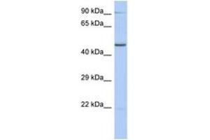 Image no. 1 for anti-Zinc Finger Protein 669 (ZNF669) (AA 107-156) antibody (ABIN6742640) (ZNF669 Antikörper  (AA 107-156))