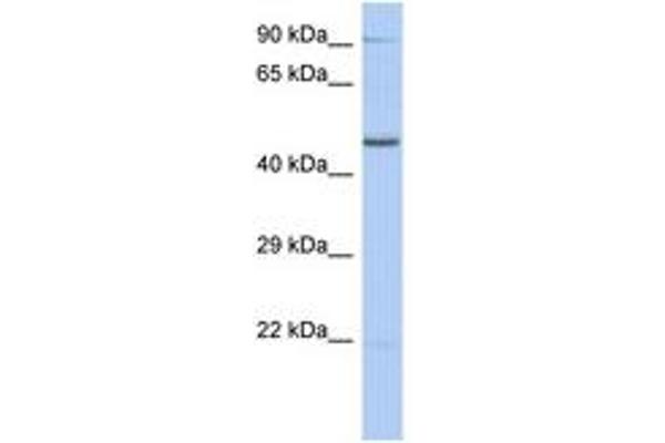 ZNF669 Antikörper  (AA 107-156)