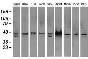 Western blot analysis of extracts (35 µg) from 9 different cell lines by using anti-SSB monoclonal antibody. (SSB Antikörper)