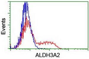 HEK293T cells transfected with either RC200648 overexpress plasmid (Red) or empty vector control plasmid (Blue) were immunostained by anti-ALDH3A2 antibody (ABIN2454836), and then analyzed by flow cytometry. (ALDH3A2 Antikörper)