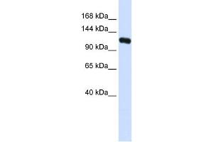 WB Suggested Anti-KIF5C Antibody Titration: 0. (KIF5C Antikörper  (N-Term))