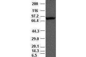 Periostin antibody (47) at 1:500 dilution + lysate from HeLa cells transfected with human periostin gene expression vector (Periostin Antikörper  (AA 1-230))