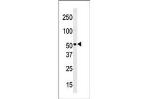 Image no. 1 for anti-Solute Carrier Family 29 (Nucleoside Transporters), Member 4 (SLC29A4) (N-Term) antibody (ABIN356636)