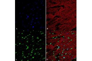 Immunohistochemistry analysis using Mouse Anti-Methylglyoxal Monoclonal Antibody, Clone 9E7 (ABIN5067392). (Methylglyoxal (MG) Antikörper (HRP))