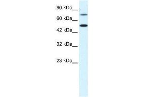 CHML antibody (70R-10536) used at 0. (CHML Antikörper  (N-Term))