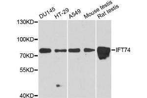 Western blot analysis of extracts of various cell lines, using IFT74 antibody. (IFT74 Antikörper)