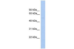 WB Suggested Anti-GLYCTK Antibody Titration:  0. (GLYCTK Antikörper  (Middle Region))