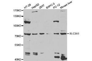 Western blot analysis of extracts of various cell lines, using SLC3A1 antibody.