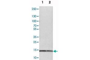 Western blot analysis of cell lysates with SNRPD3 polyclonal antibody  at 1:250-1:500 dilution. (SNRPD3 Antikörper)