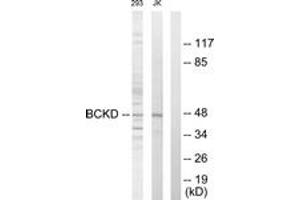 Western blot analysis of extracts from Jurkat/293 cells, using BCKD Antibody .