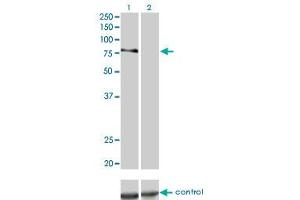Western blot analysis of PRKCD over-expressed 293 cell line, cotransfected with PRKCD Validated Chimera RNAi (Lane 2) or non-transfected control (Lane 1).