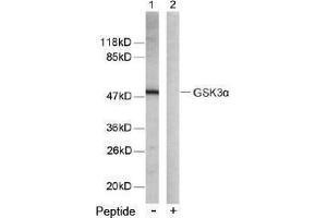 Image no. 2 for anti-Glycogen Synthase Kinase 3 alpha (GSK3a) (Ser21) antibody (ABIN197105) (GSK3 alpha Antikörper  (Ser21))