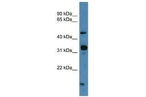 NPFFR2 antibody used at 0. (NPFFR2 Antikörper  (C-Term))