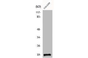 Western Blot analysis of COLO205 cells using CBP20 Polyclonal Antibody (NCBP2 Antikörper  (N-Term))