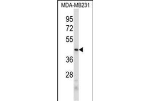 PRB2 Antibody (C-term) (ABIN6244055 and ABIN6578967) western blot analysis in MDA-M cell line lysates (35 μg/lane). (PRB2 Antikörper  (C-Term))