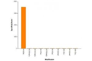 Histone H4K20ac antibody (mAb) specificity tested by peptide array analysis. (Histone H4 Antikörper  (acLys20))
