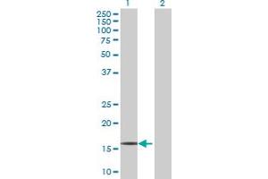 Western Blot analysis of RPP21 expression in transfected 293T cell line by RPP21 MaxPab polyclonal antibody. (RPP21 Antikörper  (AA 1-154))