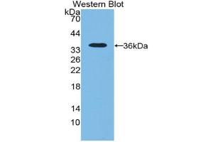 Western blot analysis of recombinant Human NT5C3. (NT5C3 Antikörper  (AA 52-336))