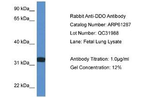 Western Blotting (WB) image for anti-D-Aspartate Oxidase (DDO) (C-Term) antibody (ABIN786385) (DDO Antikörper  (C-Term))
