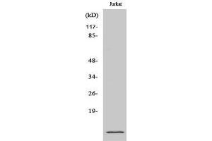 Western Blotting (WB) image for anti-S100 Calcium Binding Protein A10 (S100A10) (Internal Region) antibody (ABIN3177322) (S100A10 Antikörper  (Internal Region))