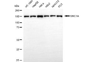 Western blotting analysis using SMC1A antibody (ABIN7800446). (Rekombinanter SMC1A Antikörper)