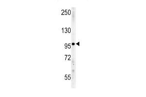 IPO9 Antibody (N-term) (ABIN651754 and ABIN2840388) western blot analysis in mouse Neuro-2a cell line lysates (15 μg/lane). (Importin 9 Antikörper  (N-Term))