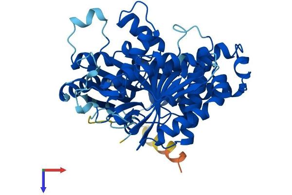 TUBB2A Protein (AA 1-445) (His tag)