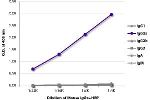 Mouse IgG2a isotype control (HRP)