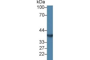 Western Blotting (WB) image for anti-Chordin-Like 1 (CHRDL1) (AA 272-447) antibody (ABIN7442435)