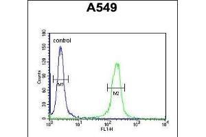 C14orf179 Antibody (Center) (ABIN651563 and ABIN2840304) flow cytometric analysis of A549 cells (right histogram) compared to a negative control cell (left histogram). (IFT43 Antikörper  (AA 145-171))
