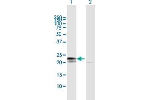 Western Blot analysis of RPL29 expression in transfected 293T cell line by RPL29 MaxPab polyclonal antibody. (RPL29 Antikörper  (AA 1-159))