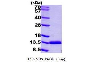 SDS-PAGE (SDS) image for S100 Calcium Binding Protein A11 (S100A11) (AA 1-105) protein (His tag) (ABIN667388)