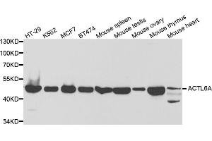 Western blot analysis of extracts of various cell lines, using ACTL6A antibody (ABIN5973120) at 1/1000 dilution. (BAF53A Antikörper)