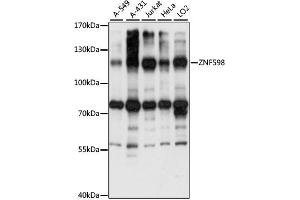 Western blot analysis of extracts of various cell lines, using ZNF598 antibody (ABIN7271509) at 1:1000 dilution. (ZNF598 Antikörper  (AA 120-420))