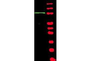 Western blot using Affinity Purified anti-BACH1 antibody shows detection of a band at ~105 kDa (lane 1) corresponding to human BACH1 present in a 293 whole cell lysate (arrowhead).