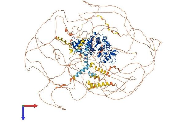 CDK12 Protein (AA 1-1490) (His tag)