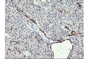 Image no. 1 for anti-Platelet/endothelial Cell Adhesion Molecule (PECAM1) antibody (ABIN1497244) (CD31 Antikörper)