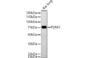 Western blot analysis of extracts of Rat lung, using P2RX7 antibody (ABIN6132452, ABIN6145122, ABIN6145123 and ABIN6214794) at 1:500 dilution. (P2RX7 Antikörper  (AA 47-334))