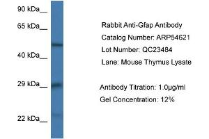 Western Blotting (WB) image for anti-Glial Fibrillary Acidic Protein (GFAP) (N-Term) antibody (ABIN2785804) (GFAP Antikörper  (N-Term))