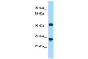 Host:  Rabbit  Target Name:  Dmbx1  Sample Type:  Mouse Stomach lysates  Antibody Dilution:  1. (DMBX1 Antikörper  (C-Term))